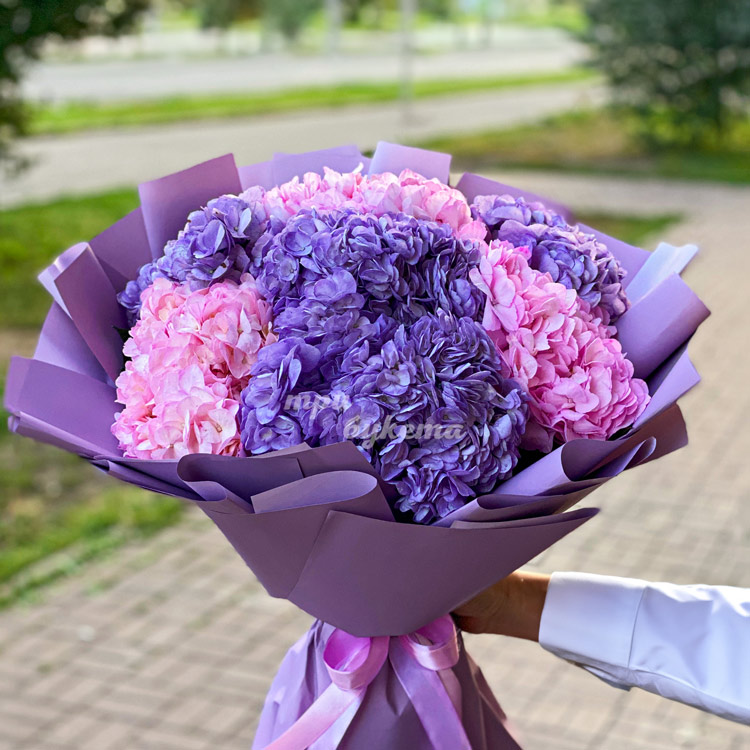 7 розовых и фиолетовых гортензий (крупный план)