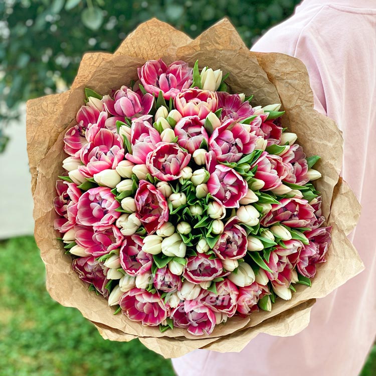 101 фиолетовый и белый тюльпан (на фоне зелени)