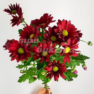 Красная кустовая хризантема Бонтемпи