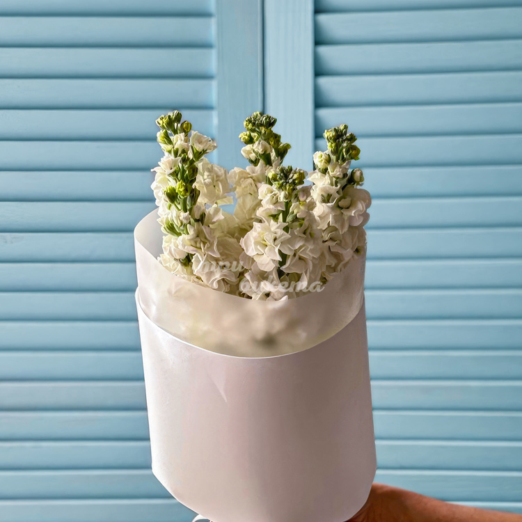 Букет из 5 белых маттиол (крупный план)