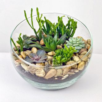 Флорариум суккуленты на камешках